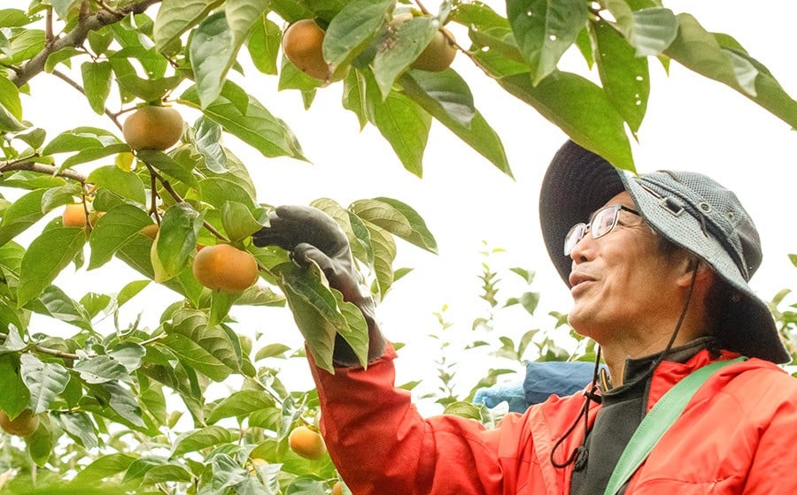 【令和8年産先行予約】家庭用庄内柿 たねなし柿 平核無柿 脱渋済み 約2kg（12～18玉）　山形県鶴岡市　重ちゃん農園