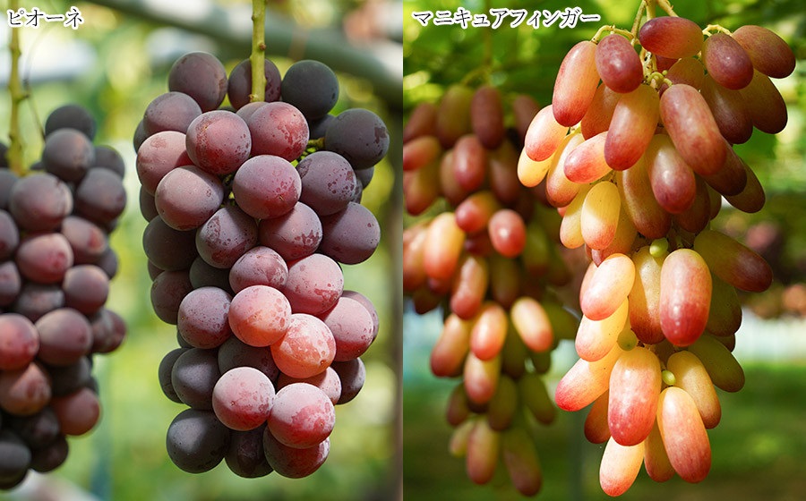 【令和8年産先行予約】 シャインマスカット入り 3種おまかせ ぶどう セット 約2kg　伊藤農園