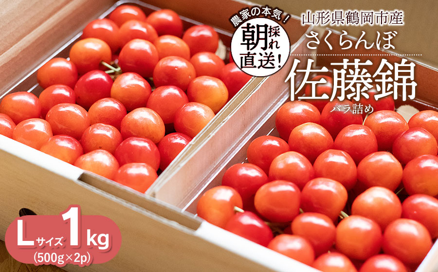 【令和8年産先行予約】さくらんぼ 佐藤錦 Lサイズ バラ詰め 1kg(500g×2P) 鶴岡市産　大膳農園 Lサイズ　1kg
