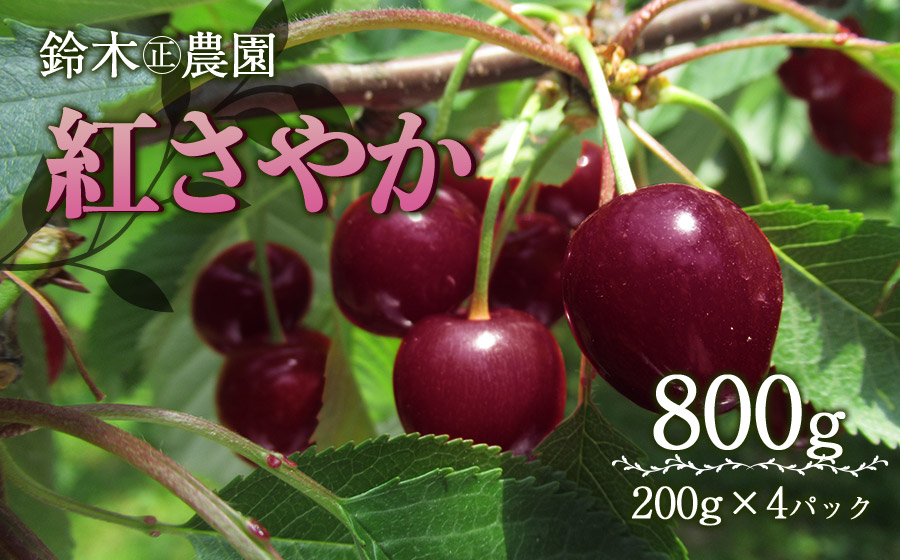 【令和7年産先行予約】さくらんぼ 紅さやか M～Lサイズ混合 バラ詰め 800g(200g×4p)　山形県鶴岡市産　鈴木正農園