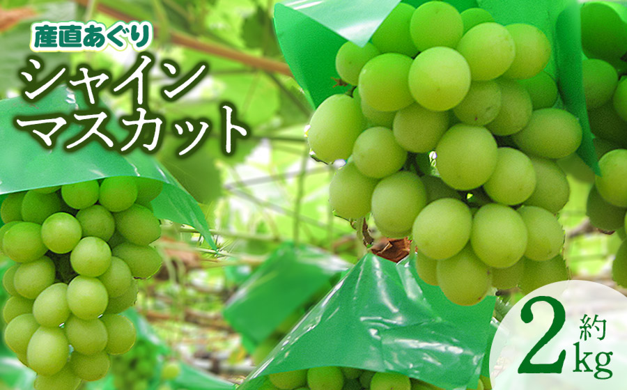 【令和8年産先行予約】 シャインマスカット 約2kg 山形県鶴岡産　産直あぐり　K-855