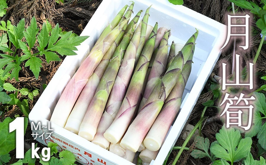 [令和8年産先行予約] 月山筍 1kg 山形県鶴岡市産 K-830 JA庄内たがわ