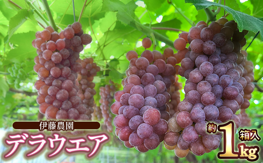 【令和8年産先行予約】 デラウェア 1kg箱入 (5～7房) 山形県鶴岡産　伊藤農園