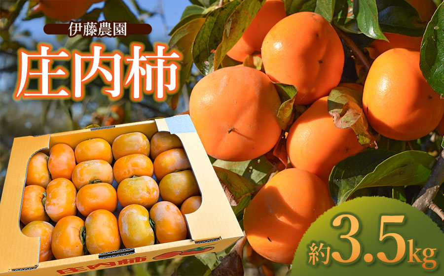 【令和8年産先行予約】 庄内柿 約3.5kg 　山形県鶴岡市　伊藤農園