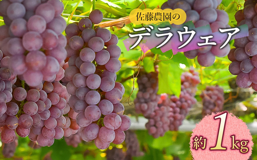 【令和8年産先行予約】 鶴岡市産 デラウェア 約1kg 佐藤農園