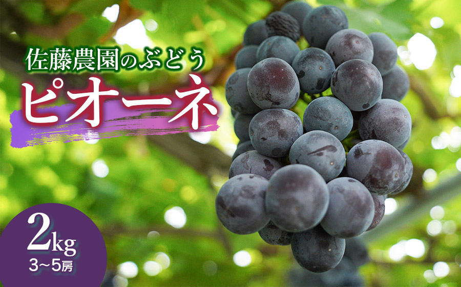 【令和8年産先行予約】 鶴岡市産 ピオーネ 約2kg（3～5房） 佐藤農園
