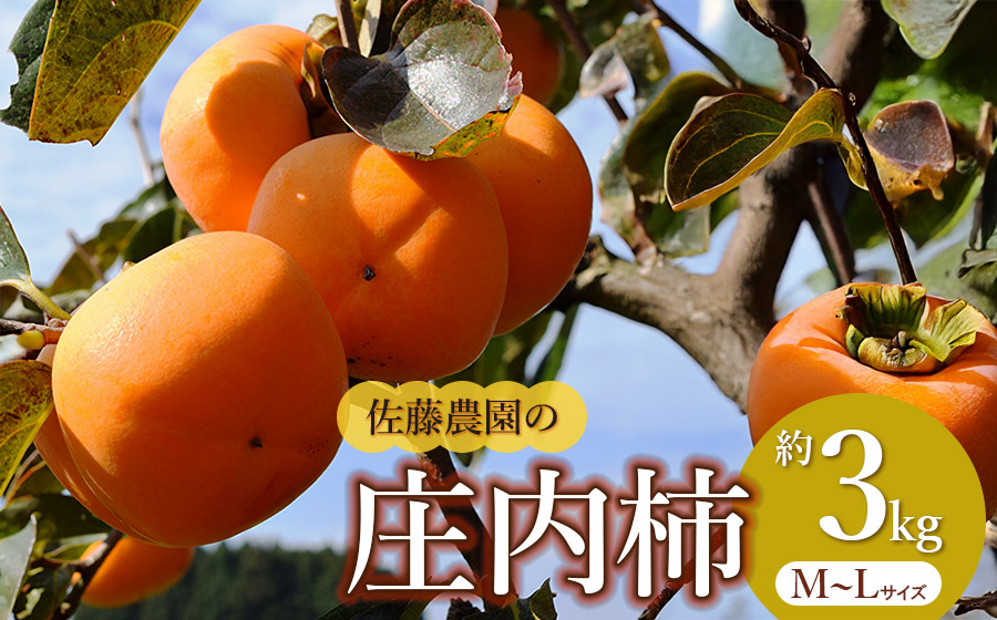 【令和8年産先行予約】　庄内柿　M～Ｌ　約3kg　佐藤農園