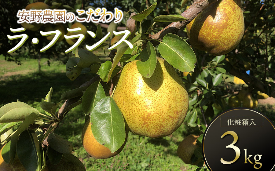 【令和8年産先行予約】安野農園のこだわりラ・フランス 3kg（5～9玉） 化粧箱入り 山形県鶴岡産　安野農園