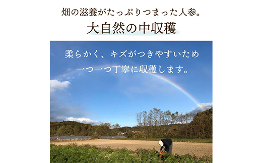 都内マルシェで人気のお野菜！ 甘みたっぷりフルーツにんじん 5kg  ニンジン 人参 にんじん 根菜 野菜 食品 F21R-196
