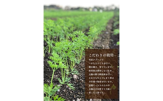 都内マルシェで人気のお野菜！ 甘みたっぷりフルーツにんじん 5kg  ニンジン 人参 にんじん 根菜 野菜 食品 F21R-196