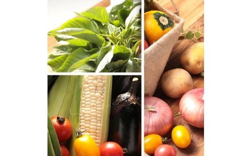 都内マルシェで人気のお野菜！ 秋冬 旬の野菜セットSサイズ(6品前後)  野菜 セット 詰め合わせ 詰合せ 食品 F21R-211