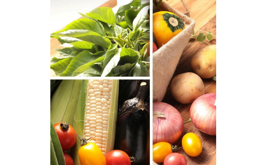 都内マルシェで人気のお野菜！ 秋冬 旬の野菜セットMサイズ(7～8品)  野菜 セット 詰め合わせ 詰合せ 食品 F21R-212
