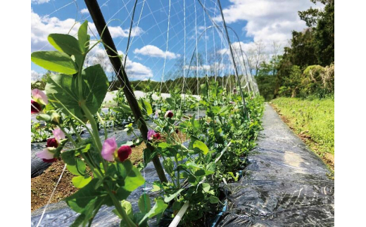 都内マルシェで人気のお野菜！ 秋冬 旬の野菜セットMサイズ(7～8品)  野菜 セット 詰め合わせ 詰合せ 食品 F21R-212