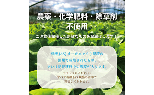 都内マルシェで人気のお野菜！ 《先行予約》春夏 旬の野菜セットSサイズ(6品前後)  野菜 セット 詰め合わせ 詰合せ 食品 F21R-213