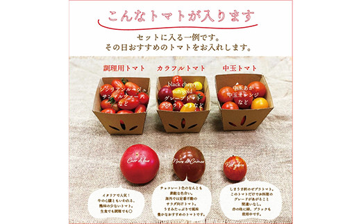 都内マルシェで人気のお野菜！ 《先行予約》春夏 旬の野菜セットSサイズ(6品前後)  野菜 セット 詰め合わせ 詰合せ 食品 F21R-213