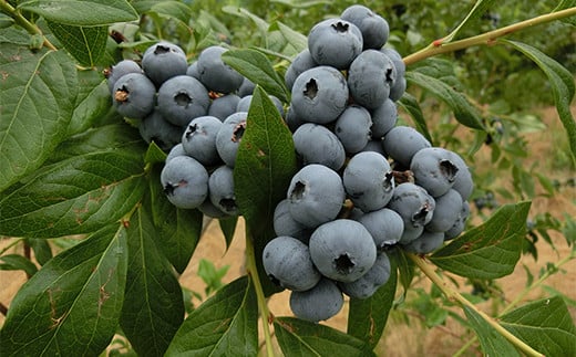 白河ブルーベリーヒル 特製ドレッシング4種セット  食品 F21R-575