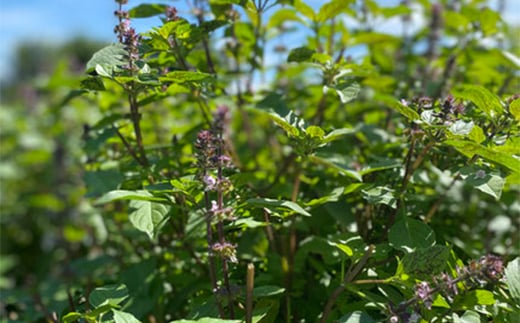 ハーブティー ホーリーバジル4種セット（34回分）  紅茶 飲料 F21R-799