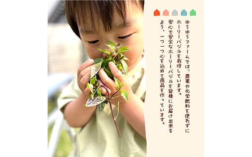 ハーブティー 国産ホーリーバジルティーバッグ（50回分）  紅茶 飲料 F21R-801