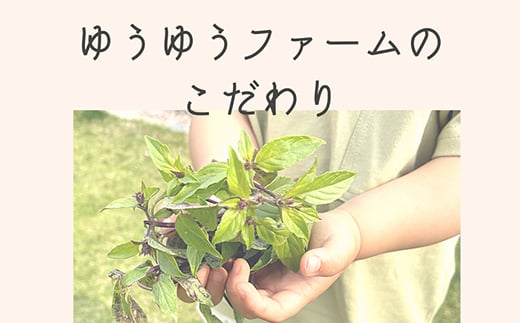 ハーブティー 国産ホーリーバジルティーバッグ（50回分）  紅茶 飲料 F21R-801