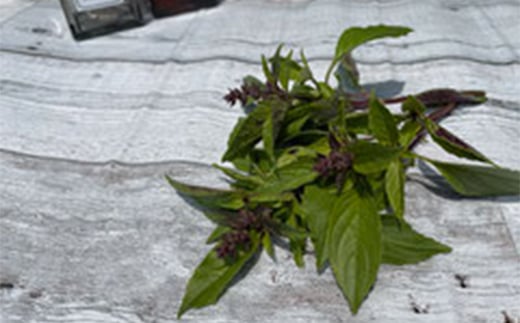 ハーブティー 国産ホーリーバジルティーバッグ（50回分）  紅茶 飲料 F21R-801