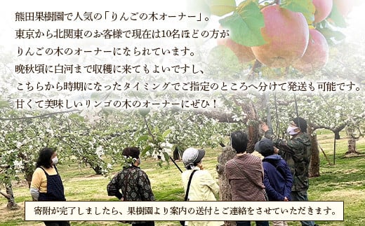 りんごの木のオーナー1本 サンふじ 葉とらずりんご  りんご リンゴ 林檎 デザート フルーツ 果物 くだもの 果実 食品 F21R-885