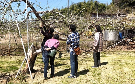 りんごの木のオーナー1本 サンふじ 葉とらずりんご  りんご リンゴ 林檎 デザート フルーツ 果物 くだもの 果実 食品 F21R-885