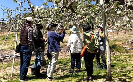 りんごの木のオーナー1本 サンふじ 葉とらずりんご  りんご リンゴ 林檎 デザート フルーツ 果物 くだもの 果実 食品 F21R-885