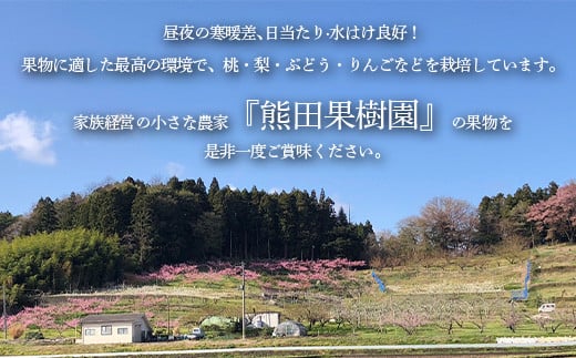 りんごの木のオーナー1本 サンふじ 葉とらずりんご  りんご リンゴ 林檎 デザート フルーツ 果物 くだもの 果実 食品 F21R-885