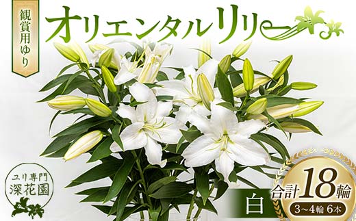 ユリ専門[深花園]観賞用ゆり オリエンタルリリー 白 3〜4輪6本 植物 フラワー 花 F23R-498