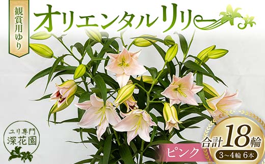 ユリ専門[深花園]観賞用ゆり オリエンタルリリー ピンク 3〜4輪6本 植物 フラワー 花 F23R-499