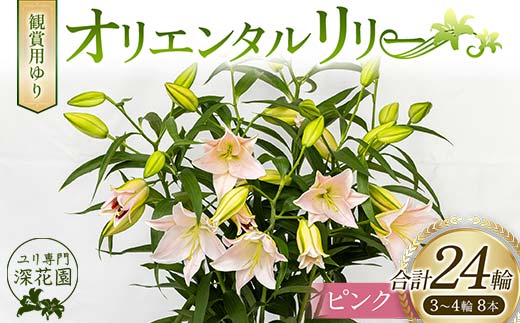 ユリ専門[深花園]観賞用ゆり オリエンタルリリー ピンク 3〜4輪8本 植物 フラワー 花 F23R-502