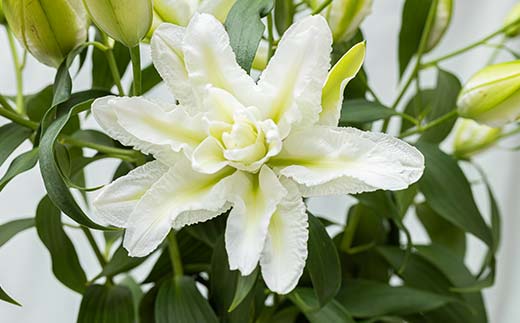 ＜先行予約 2024年10月下旬以降出荷～＞ユリ専門＜深花園＞観賞用ゆり オリエンタルリリー 八重ゆり 白 3～4輪8本  植物 フラワー 花 F23R-513