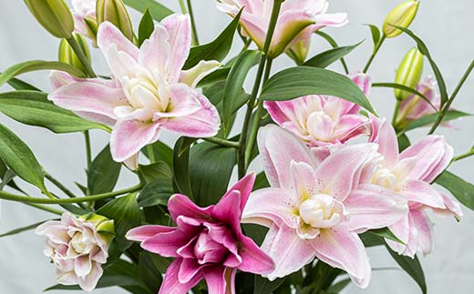 ＜先行予約 2024年10月下旬以降出荷～＞ユリ専門＜深花園＞観賞用ゆり オリエンタルリリー 八重ゆり ピンク 3～4輪10本  植物 フラワー 花 F23R-517