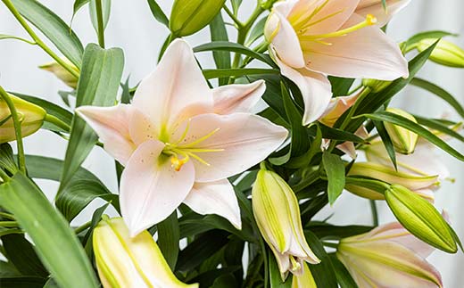 ユリ専門＜深花園＞観賞用ゆり オリエンタルリリー ピンク 5～6輪 6本  植物 フラワー 花 F23R-523