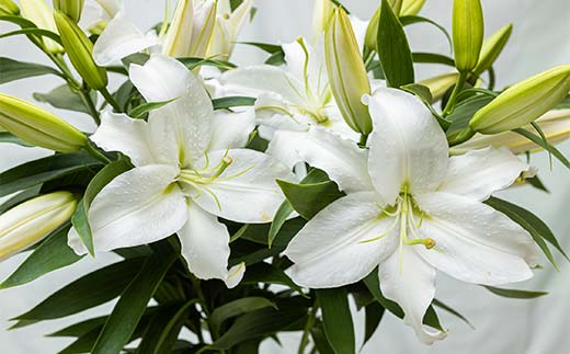 ユリ専門＜深花園＞観賞用ゆり オリエンタルリリー 白 5~6輪 8本  植物 フラワー 花 F23R-525