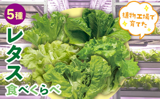 植物工場で育てた5種のレタス食べくらべセット 10パック 野菜 セット 詰め合わせ 詰合せ 食品 F23R-784