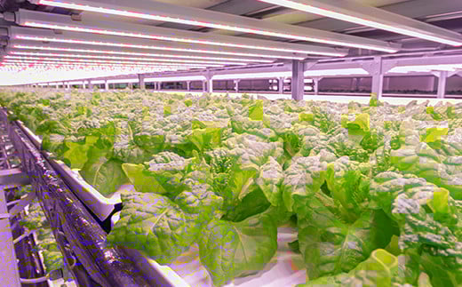 植物工場で育てた5種のレタス食べくらべセット 10パック  野菜 セット 詰め合わせ 詰合せ 食品 F23R-784