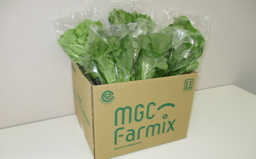 定期便 3ヶ月連続 植物工場で育てた5種のレタス食べくらべセット 10パック  野菜 セット 詰め合わせ 詰合せ 食品 F23R-785