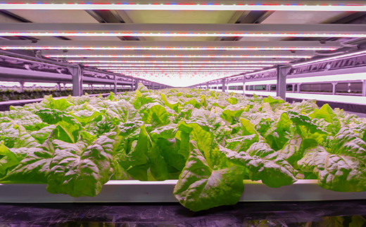 定期便 6ヶ月連続 植物工場で育てた5種のレタス食べくらべセット 10パック  野菜 セット 詰め合わせ 詰合せ 食品 F23R-786