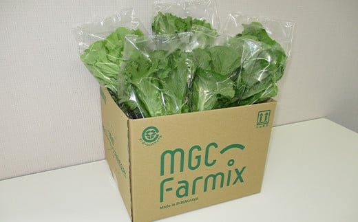 定期便 12ヶ月連続 植物工場で育てた5種のレタス食べくらべセット 10パック  野菜 セット 詰め合わせ 詰合せ 食品 F23R-787