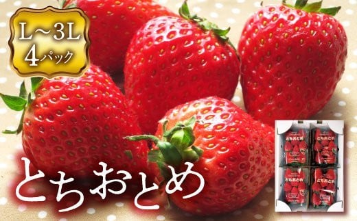 [先行予約]福島県 伊達市産 いちご (とちおとめ3L〜Lサイズ)4パック イチゴ 苺 デザート フルーツ 果物 くだもの 果実 食品 F20C-133