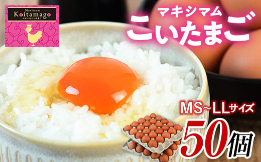 [TVで話題沸騰!]とにかく黄身が濃いたまご「マキシマムこいたまご」50個入り 伊達市 福島県 国産 MS〜LLサイズ 養鶏場直送 卵 たまご 玉子 生卵 鶏卵 ゆで卵 たまご焼き 目玉焼き F20C-275