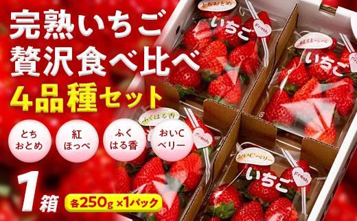 完熟 いちご 贅沢食べ比べ 4品種セット(1箱) とちおとめ ふくはる香 紅ほっぺ おいCベリー イチゴ 苺 いちご デザート フルーツ 果物 くだもの 果実 食品 F20C-533