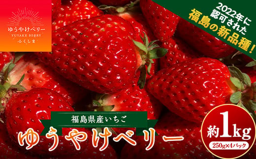 [限定]新品種のいちご 福島県 オリジナル品種「ゆうやけベリー」約1kg(250g×4パック)イチゴ 苺 フルーツ 果物 伊達市 いちご イチゴ デザート くだもの 果実 食品 F20C-678