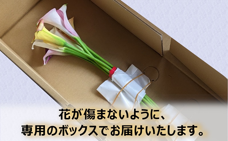 【2025年先行予約】【数量限定】花 カラー ( 生花 ) 30～40cm おまかせミックス 20本前後 生産者：安斎誠市 猪苗代産 プレゼント 贈り物 ギフト ※2025年9月上旬より順次発送予定 ※沖縄・離島への配送不可