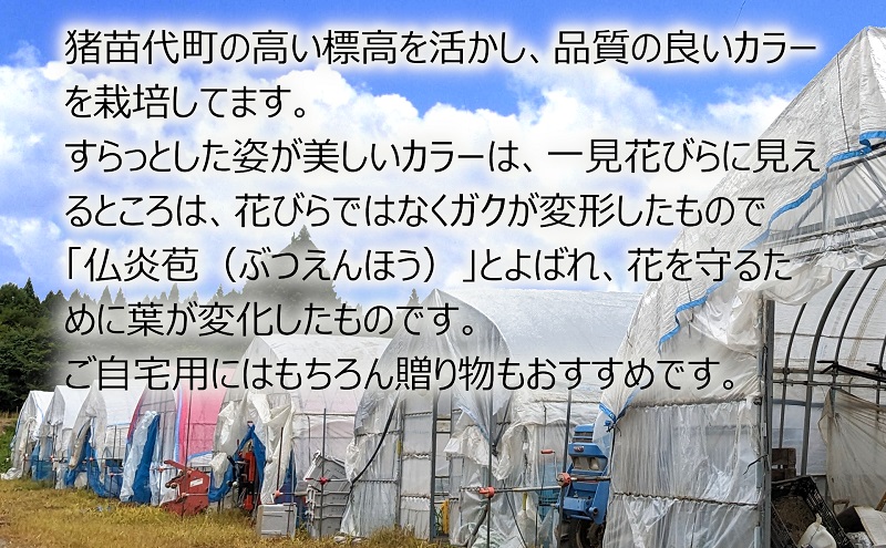 【2025年先行予約】【数量限定】花 カラー ( 生花 ) 60～70cm おまかせミックス 20本前後 生産者：安斎誠市 猪苗代産 プレゼント 贈り物 ギフト ※2025年9月上旬より順次発送予定 ※沖縄・離島への配送不可