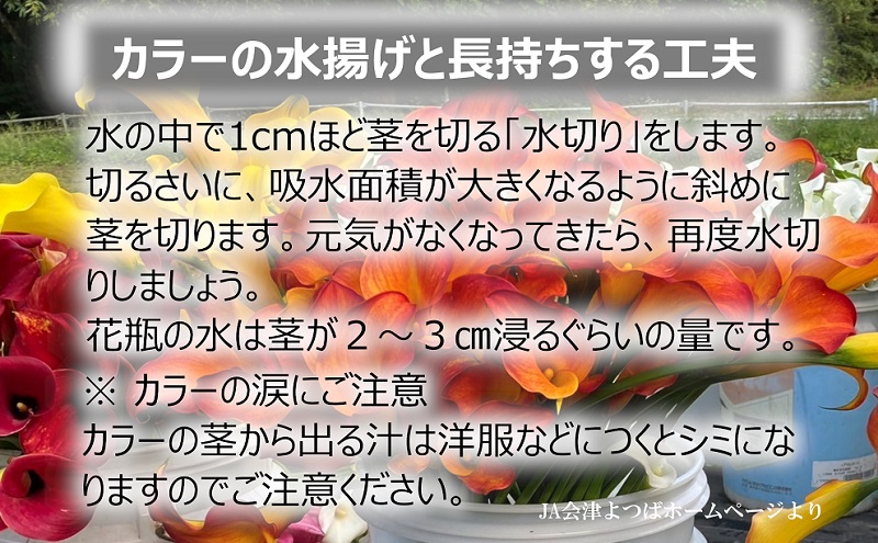【2025年先行予約】【数量限定】花 カラー ( 生花 ) 30～40cm おまかせミックス 20本前後 生産者：鶫巣靖 猪苗代産 プレゼント 贈り物 ギフト ※2025年9月上旬より順次発送予定 ※沖縄・離島への配送不可
