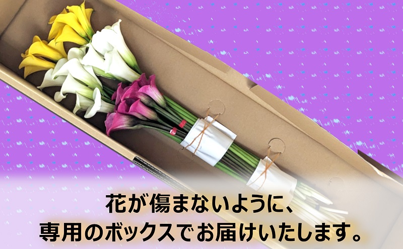 【2025年先行予約】【数量限定】花 カラー ( 生花 ) 30～40cm おまかせミックス 20本前後 生産者：鶫巣靖 猪苗代産 プレゼント 贈り物 ギフト ※2025年9月上旬より順次発送予定 ※沖縄・離島への配送不可