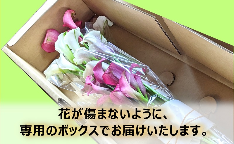 【2025年先行予約】【数量限定】花 カラー ( 生花 ) 60～70cm おまかせミックス 20本前後 生産者：小檜山栄喜 猪苗代産 プレゼント 贈り物 ギフト ※2025年9月上旬より順次発送予定 ※沖縄・離島への配送不可