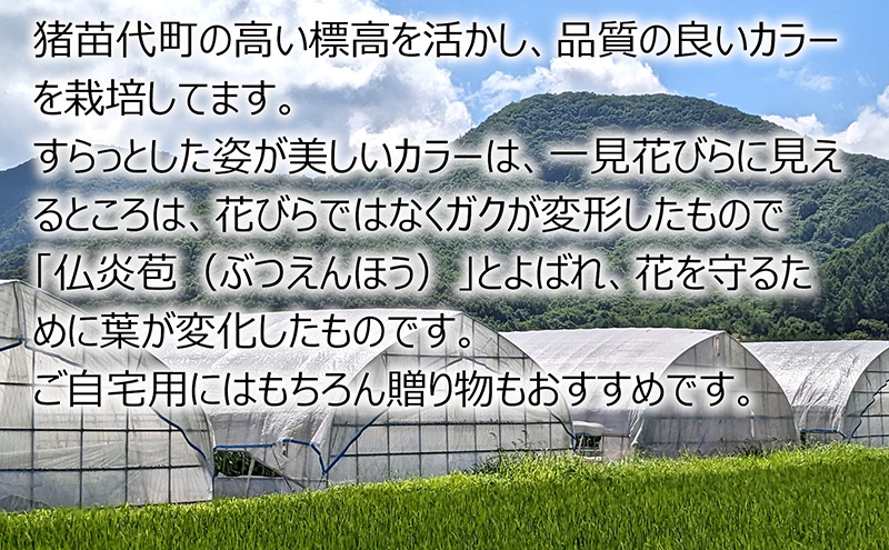 【2025年先行予約】【数量限定】花 カラー（生花）60～70cm おまかせミックス 20本前後 生産者：安達壽人 猪苗代産 プレゼント 贈り物 ギフト ※2025年9月上旬より順次発送予定 ※沖縄・離島への配送不可